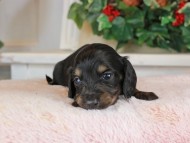Kaninchen_Dachshund_1391 Kaninchen_Dachshund_1391