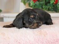 Kaninchen_Dachshund_1392