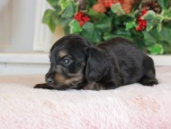 Kaninchen_Dachshund_1396 Kaninchen_Dachshund_1396