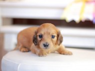 Kaninchen_Dachshund_1401 Kaninchen_Dachshund_1401