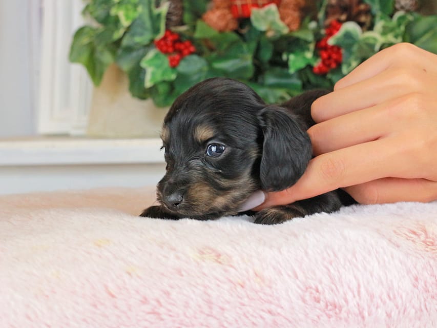 カニンヘンダックスフンド セーラ&スパーキの子犬 ブラタン 男の子
