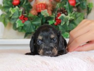 Kaninchen_Dachshund_1404