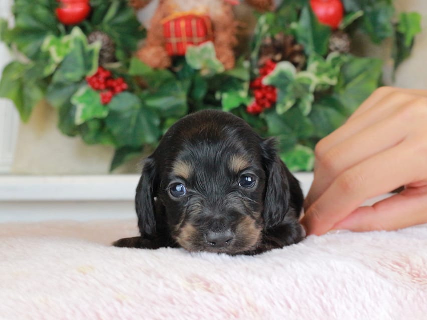 カニンヘンダックスフンド セーラ&スパーキの子犬 ブラタン 男の子