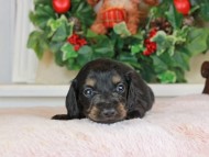 Kaninchen_Dachshund_1410