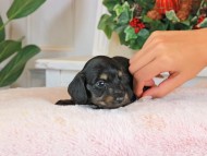 Kaninchen_Dachshund_1414