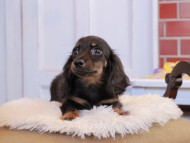 アンリブレ ＆ リバティーの子犬 ブラックタン 男の子 カニンヘンダックスフンド