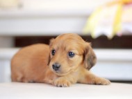 Kaninchen_Dachshund_1416 Kaninchen_Dachshund_1416