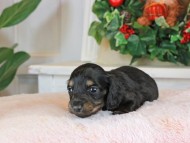 Kaninchen_Dachshund_1416
