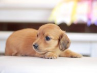 Kaninchen_Dachshund_1419 Kaninchen_Dachshund_1419
