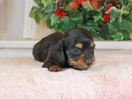 Kaninchen_Dachshund_1427