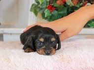 Kaninchen_Dachshund_1429