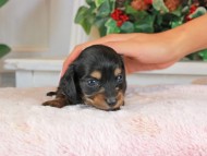 Kaninchen_Dachshund_1431