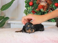 Kaninchen_Dachshund_1450