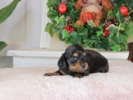 Kaninchen_Dachshund_1454