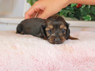 Kaninchen_Dachshund_1460 Kaninchen_Dachshund_1460