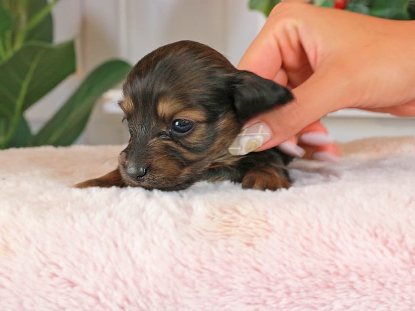 カニンヘンダックスフンド セーラ&スパーキの子犬 シェーデットレッド  女の子（1）