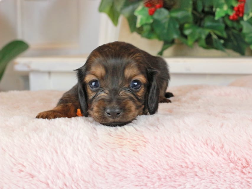 カニンヘンダックスフンド セーラ&スパーキの子犬 シェーデットレッド  女の子（1）