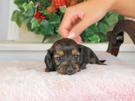 Kaninchen_Dachshund_1479 Kaninchen_Dachshund_1479
