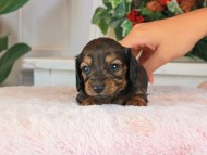 Kaninchen_Dachshund_1482