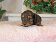 Kaninchen_Dachshund_1492