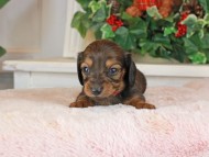 Kaninchen_Dachshund_1494