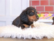 Kaninchen_Dachshund_1498