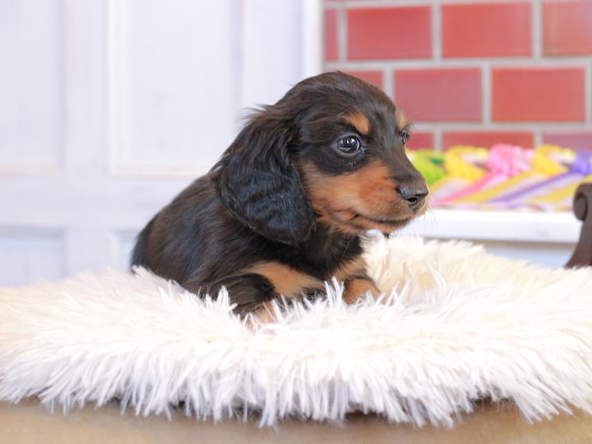 カニンヘン ダックスフンド ガナッシュ & ブルースの子犬 ブラックタン 男の子