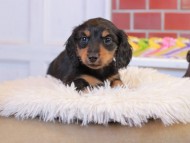 Kaninchen_Dachshund_1501