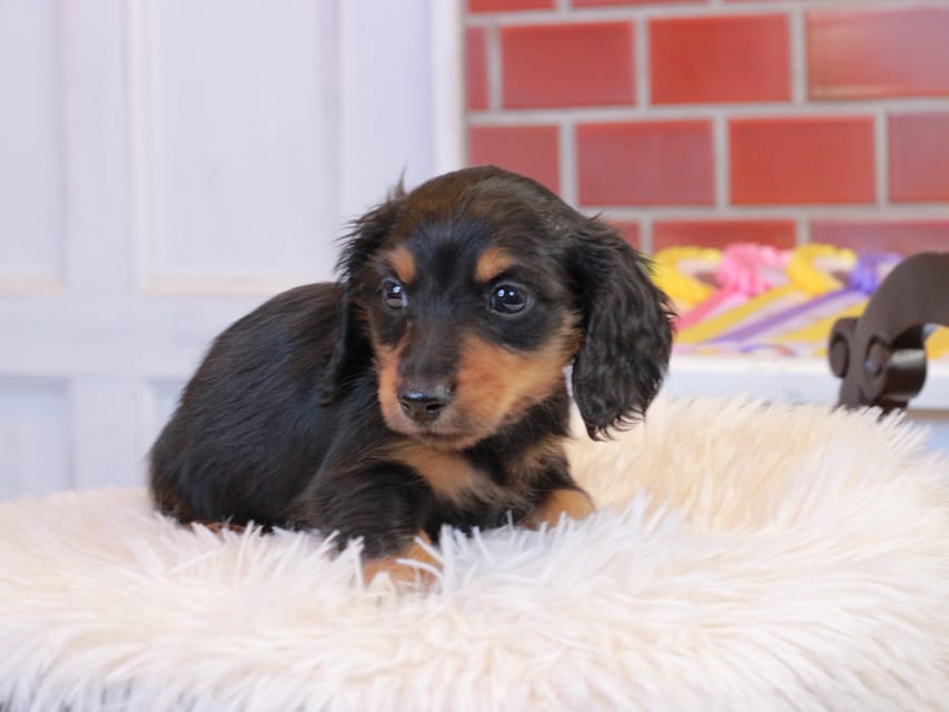 カニンヘン ダックスフンド ガナッシュ & ブルースの子犬 ブラックタン 男の子