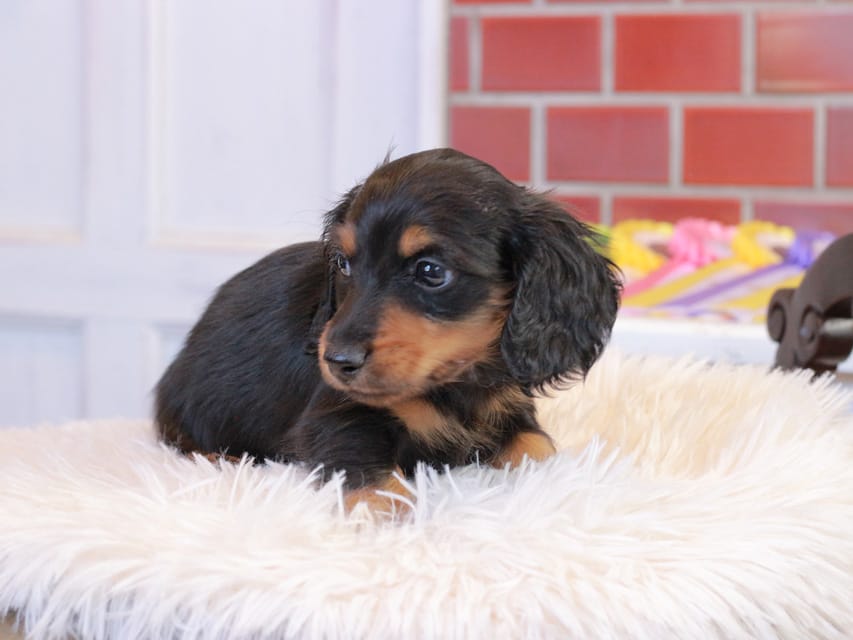 カニンヘン ダックスフンド ガナッシュ & ブルースの子犬 ブラックタン 男の子