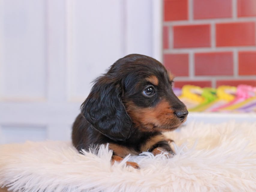 カニンヘン ダックスフンド ガナッシュ & ブルースの子犬 ブラックタン 男の子