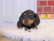 ガナッシュ & ブルースの子犬 ブラックタン 男の子 カニンヘンダックスフンド