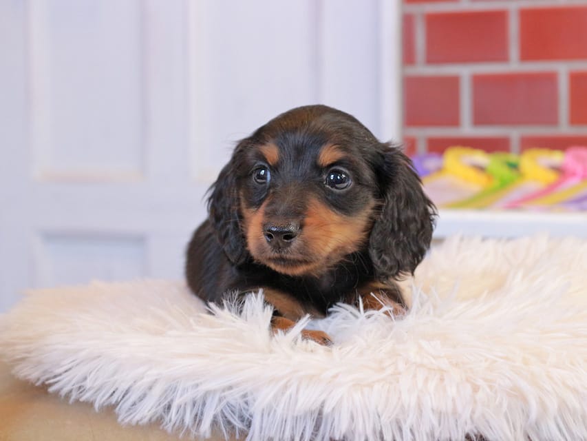 カニンヘン ダックスフンド ガナッシュ & ブルースの子犬 ブラックタン 男の子