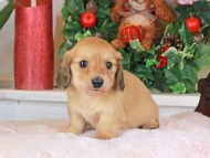 Kaninchen_Dachshund_1539 Kaninchen_Dachshund_1539