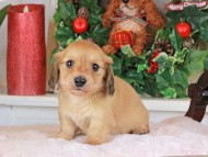 Kaninchen_Dachshund_1540 Kaninchen_Dachshund_1540