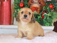 Kaninchen_Dachshund_1548 Kaninchen_Dachshund_1548