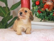 Kaninchen_Dachshund_1558 Kaninchen_Dachshund_1558