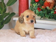 Kaninchen_Dachshund_1562 Kaninchen_Dachshund_1562
