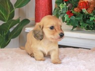 Kaninchen_Dachshund_1563 Kaninchen_Dachshund_1563