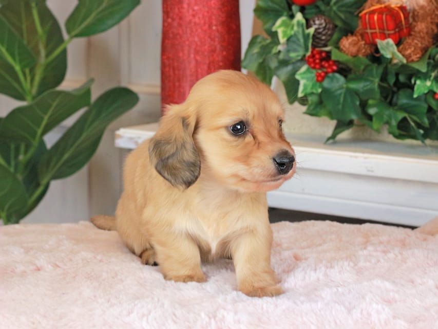 カニンヘンダックスフンド シオン&ボノの子犬 イエロー 男の子