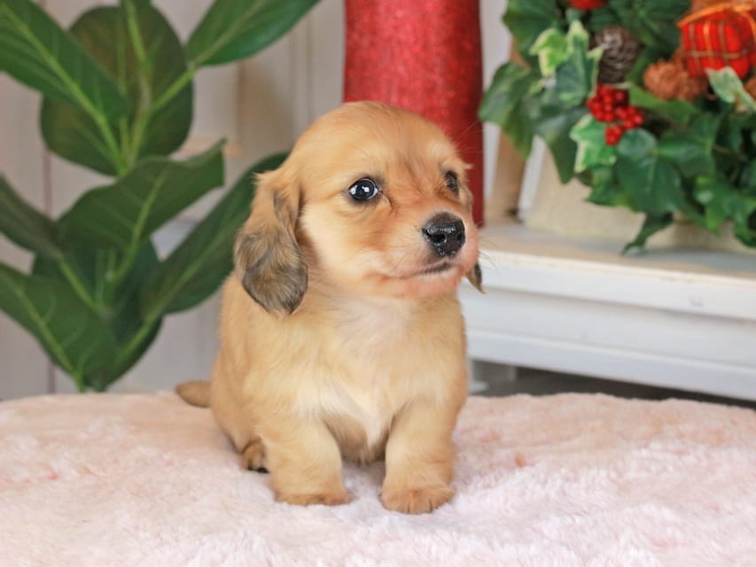 カニンヘンダックスフンド シオン&ボノの子犬 イエロー 男の子