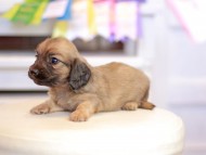 Kaninchen_Dachshund_1567