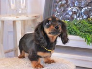 Kaninchen_Dachshund_1576