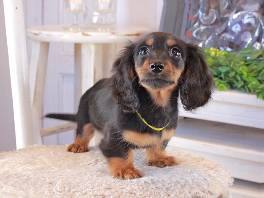 カニンヘンダックスフンド おんぷ&ブルースの子犬 ブラタン 男の子（1）