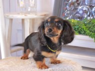 Kaninchen_Dachshund_1579