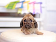 Kaninchen_Dachshund_1580