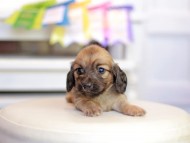 Kaninchen_Dachshund_1581