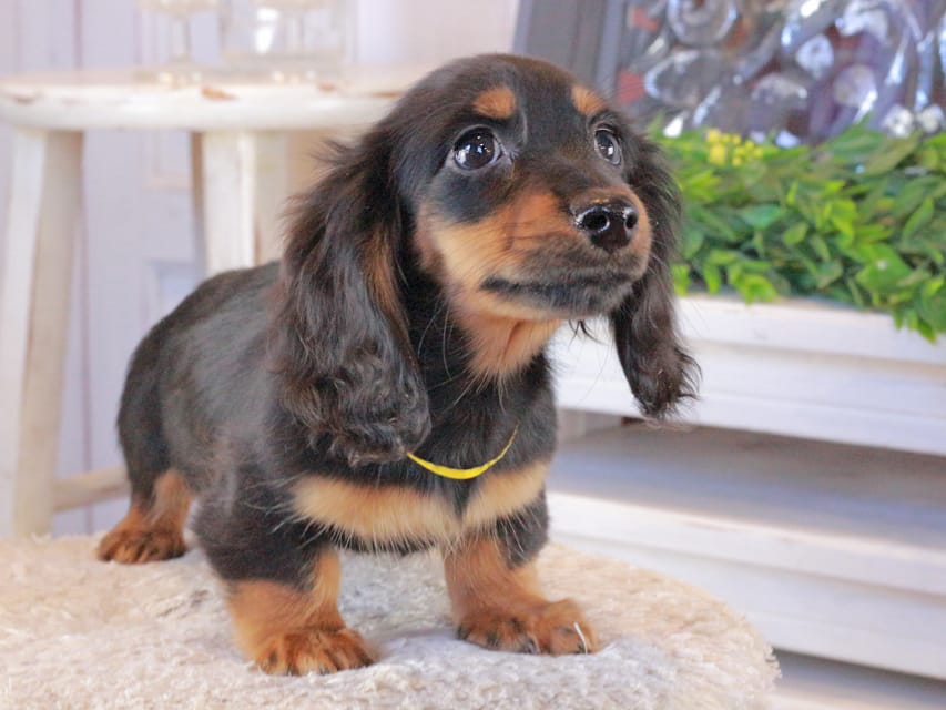 カニンヘンダックスフンド おんぷ&ブルースの子犬 ブラタン 男の子（1）