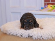 カヌレ & ブルースの子犬 ブラックタン 女の子 カニンヘン ダックスフンド