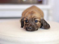 Kaninchen_Dachshund_1587